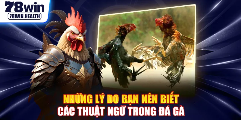 Những lý do bạn nên biết các thuật ngữ trong đá gà